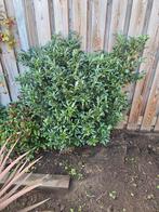 Laurierkers struik - Prunus laurocerasus, Tuin en Terras, Planten | Struiken en Hagen, Ophalen, Laurier, Struik, Minder dan 100 cm