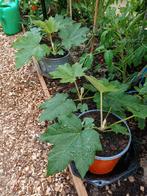 Tetrapanax papyrifer rex. rijstpapierplant., Tuin en Terras, Ophalen, Zomer, Volle zon