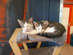 2 kittens broer en zus, Meerdere dieren, Kortharig, 0 tot 2 jaar