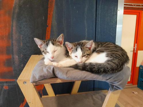2 kittens broer en zus, Dieren en Toebehoren, Katten en Kittens | Overige Katten, Kortharig, Meerdere dieren, 0 tot 2 jaar