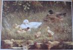 zomerzegels - Eenden aan de waterkant van Constant Artz, Ophalen of Verzenden, 1980 tot heden, Ongelopen, Natuur