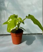 Philodendron Golden Violin P12, Huis en Inrichting, Kamerplanten, Ophalen of Verzenden, Overige soorten, Minder dan 100 cm