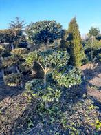 Prachtige Hulst Ilex Multiplateau Tuinbonsai €65, Tuin en Terras, Planten | Bomen, Bloeit niet, Minder dan 100 cm, Volle zon, In pot