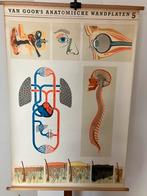 Anatomische wandplaat, Antiek en Kunst, Antiek | Schoolplaten, Ophalen of Verzenden, Natuur en Biologie