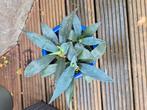 Agave's, Bloeit niet, Overige soorten, 100 tot 250 cm, Ophalen