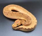 1.0 Pinstripe Clown het Hypo ball python regius te koop, Dieren en Toebehoren, Slang, Tam, 0 tot 2 jaar