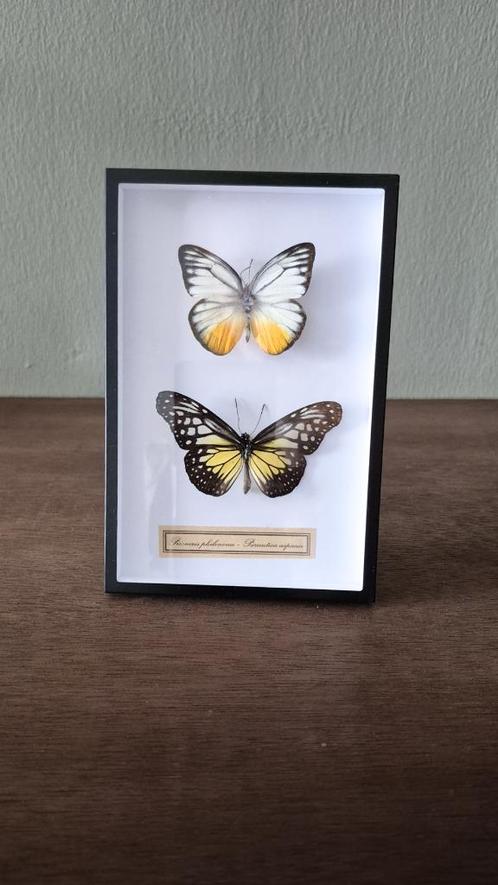 Duo vlinders in metalen lijst | Opgezette vlinders, Verzamelen, Dierenverzamelingen, Nieuw, Opgezet dier, Insect, Ophalen of Verzenden
