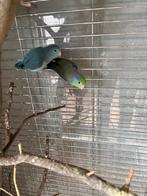 4x forpus 1x blauw koppel van 2025 en 2mannen, Meerdere dieren, Dwergpapegaai of Agapornis, Tam