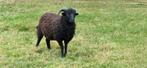Jonge Ouessant ram mei 2025, Dieren en Toebehoren, Schapen, Geiten en Varkens, Mannelijk, Schaap