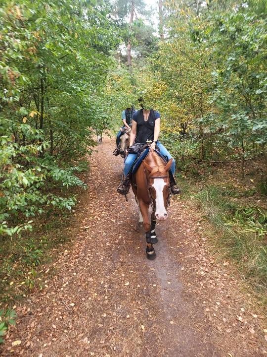 Brave Quarter Horse ruin, Dieren en Toebehoren, Pony's, Ruin
