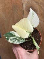 Monstera thai constellation creme brulee cream albo ivory, Huis en Inrichting, Ophalen of Verzenden, Halfschaduw, Minder dan 100 cm