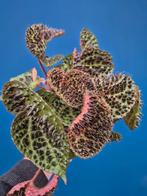 Begonia Ferox p12, Ophalen of Verzenden, Halfschaduw, Minder dan 100 cm