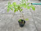 Klein boompje, bonsai, Es, Ophalen of Verzenden, Halfschaduw, Overige soorten, Minder dan 100 cm
