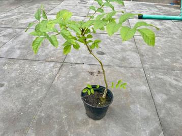 Klein boompje, bonsai, Es beschikbaar voor biedingen