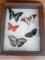 Vlinder Collectie in Lijst, Ophalen