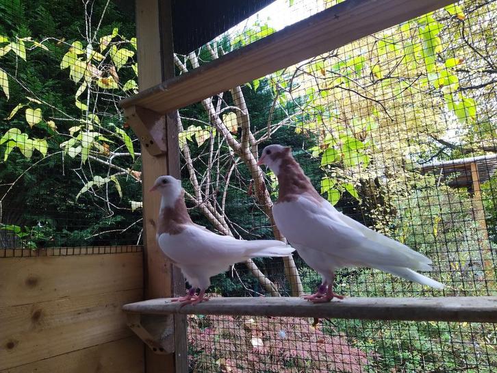 DUIVEN 8 Iraanse /Koerdische hoogvlieger, Dieren en Toebehoren, Vogels | Duiven, Tuimelaar of Roller, Meerdere dieren