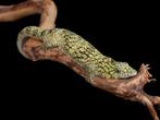 Hagedissen voor Hamm, Dieren en Toebehoren, Reptielen en Amfibieën, Hagedis