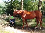 Gezocht: pensionstal/weidegang Midden-Drenthe, Dieren en Toebehoren, Stalling en Weidegang, Weidegang, 2 of 3 paarden of pony's