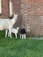 Melkgeit met 2 lammetjes, Dieren en Toebehoren, Meerdere dieren, Geit