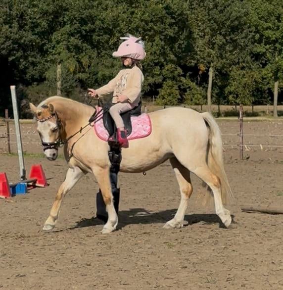 Welsh A Palomino Wedstrijdpony | Dressuur Talent | 5 jr, Dieren en Toebehoren, Pony's, Merrie, Ontwormd, 3 tot 6 jaar