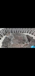 Onze lieve Miya en Liviya zijn zwanger!, Dieren en Toebehoren, Katten en Kittens | Raskatten | Korthaar, Geslacht onbekend, Gechipt