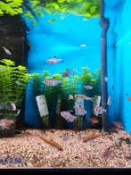 Roze tetra desgewenst bezorgd aan huis, Vis