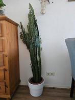 Grote cactus, Huis en Inrichting, Kamerplanten, Cactus, 150 tot 200 cm, Ophalen