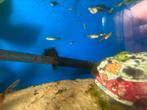 Guppy’s, Dieren en Toebehoren, Vissen | Aquariumvissen, Vis