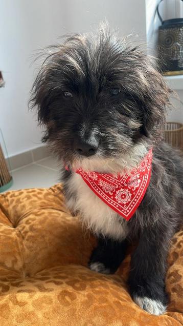 Nog 1   pupje ter adoptie  beschikbaar voor biedingen