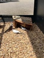 Bonte Diamantduif | Tropische duiven voor volière, Meerdere dieren, Overige soorten