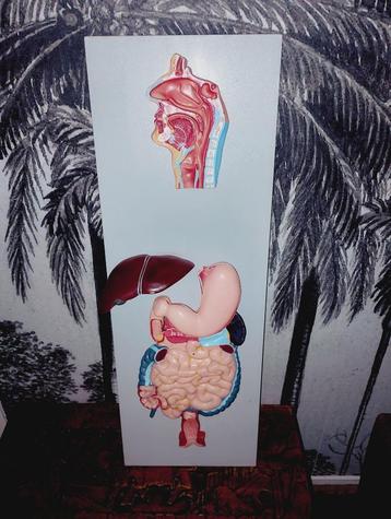 Vintage anatomie opleiding bord van 90 cm L beschikbaar voor biedingen