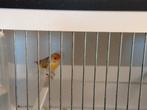 Gevraagt bastaarden zang vogels, Dieren en Toebehoren, Vogels | Overige Vogels, Mannelijk, Wildzangvogel, Geringd