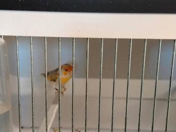 Gevraagt bastaarden zang vogels  beschikbaar voor biedingen