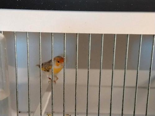 Gevraagt bastaarden zang vogels, Dieren en Toebehoren, Vogels | Overige Vogels, Wildzangvogel, Mannelijk, Geringd