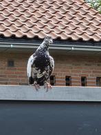 Kelebek duiven, Dieren en Toebehoren, Meerdere dieren