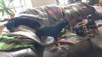 Jack russel pups Black and Tan, Parvo, 15 weken tot 1 jaar, Meerdere, Meerdere dieren