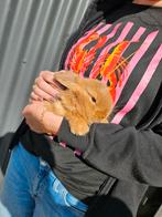 Kleine konijntjes te koop, Dieren en Toebehoren, Knaagdieren, Meerdere dieren, Overige typen