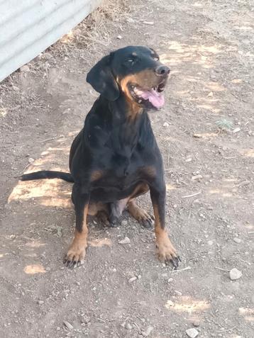 Adonis een schat van een hond beschikbaar voor biedingen