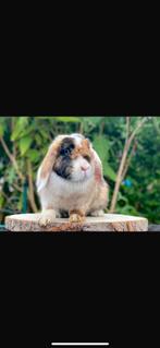 NHD voedster, Dieren en Toebehoren, Konijnen, Vrouwelijk, Dwerg, Hangoor, 3 tot 5 jaar