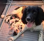 Nog 1 Engelse Springer Spaniel pup, wees er snel bij!!!, 8 tot 15 weken, Parvo, Meerdere, Meerdere dieren