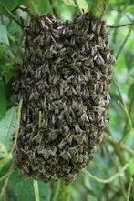 Bijenzwerm gezocht., Bijen