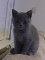 Britse Korthaar | Blue | Poes | 9.5 wkn | Donkergrijs, Dieren en Toebehoren, Katten en Kittens | Raskatten | Korthaar, Poes, Ontwormd