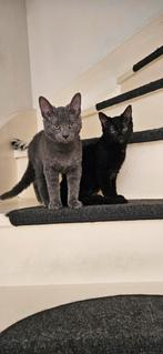 Zwarte kater kitten, Dieren en Toebehoren, Kater, 0 tot 2 jaar