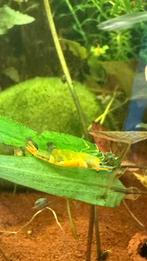 Gele garnalen, Dieren en Toebehoren, Vissen | Aquariumvissen, Kreeft, Krab of Garnaal, Zoetwatervis