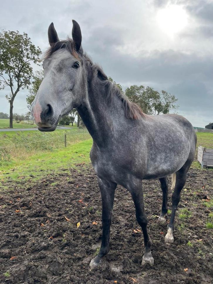 Stalling gezocht groningen, Dieren en Toebehoren, Stalling en Weidegang, Stalling, 1 paard of pony
