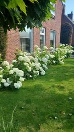 Hortensia’s, Tuin en Terras, Planten | Struiken en Hagen, Ophalen, Hortensia, Struik, Minder dan 100 cm