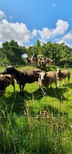 grote bonte foklammeren, dekrammen-fokooien, zwoegervrij, Dieren en Toebehoren, Schapen, Geiten en Varkens, Meerdere dieren, Schaap