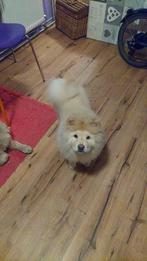 Chow chow mannetje en vrouwtje te koop met paspoort, Dieren en Toebehoren, Honden | Poolhonden, Keeshonden en Oertypen, Keeshond