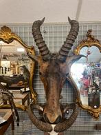 Taxidermie Hartebeest/antilope, Verzamelen, Ophalen, Zo goed als nieuw, Beeldje of Figuurtje