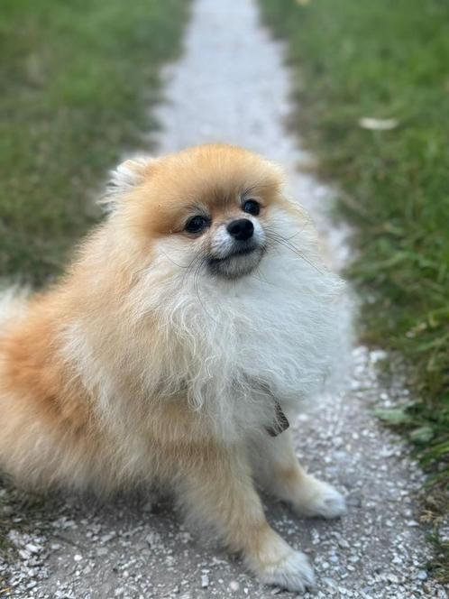 Pommeriaan, Diensten en Vakmensen, Dieren | Honden | Verzorging, Oppas en Les